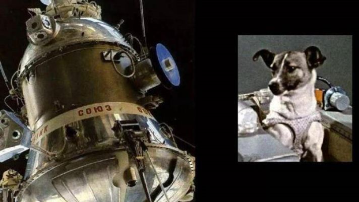 Chú chó đầu tiên trên thế giới được đưa vào vũ trụ 62 năm trước giờ ra sao?