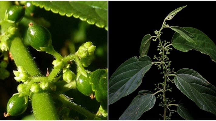 Phát hiện 1 hợp chất có trong cây cần sa ở 1 loài thực vật khác, chưa từng được công bố