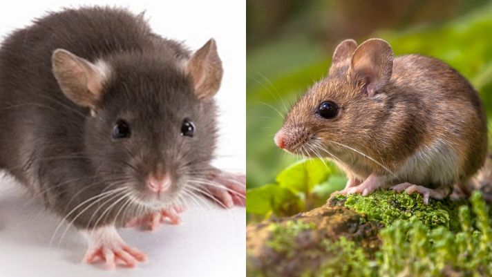 Chuyện lạ có thật: Loài chuột cũng biết tưởng tượng giống hệt con người, giới khoa học nói gì về điều này?