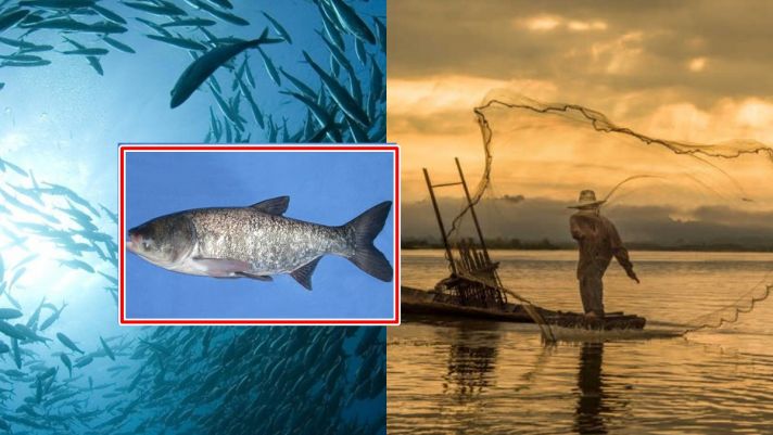 Loại cá nặng 100kg xuất hiện trên sông Dương Tử gây hoang mang: Chuyên gia lại khuyên không nên đánh bắt!