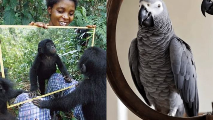 Những loài động vật nào có thể nhận ra mình trong gương? Biết được sẽ rất kinh ngạc!