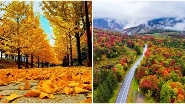 Tại sao lá cây đổi màu vào mùa thu?