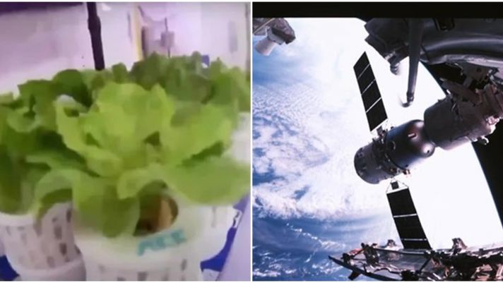 Trung Quốc trồng thành công rau diếp và cà chua trên trạm vũ trụ Thiên Cung