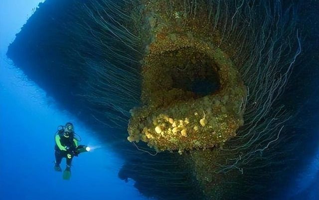Các nhà khoa học phát hiện ‘linh hồn vực thẳm’ rùng rợn ở độ sâu 10.000 dưới lòng đại dương