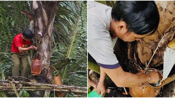 Loại rượu được mệnh danh ‘đệ nhất tửu giữa rừng’ Việt Nam: Chảy ra từ ngọn cây là thức uống quý giá