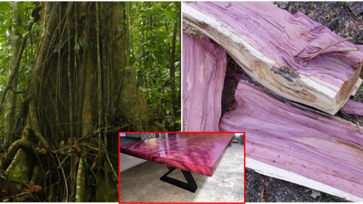 Loại gỗ quý hiếm với vẻ đẹp mê hoặc, có thể đổi màu và độ bền bậc nhất thế giới