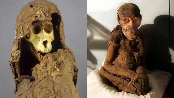 Vén màn bí ẩn về xác ướp khỉ đầu chó hơn 2.500 tuổi khiến giới khoa học đau đầu cả trăm năm qua