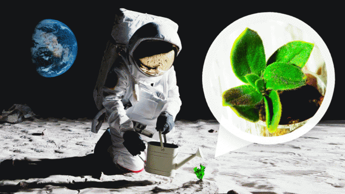 Thông tin cụ thể về cách các nhà khoa học trồng cây trên Mặt Trăng thành công nhờ vi khuẩn Trái Đất
