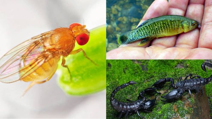 5 loài động vật vẫn sống tốt trên Trái đất dù thảm họa hạt nhân xảy ra, 1 loài rất phổ biến ở Việt Nam