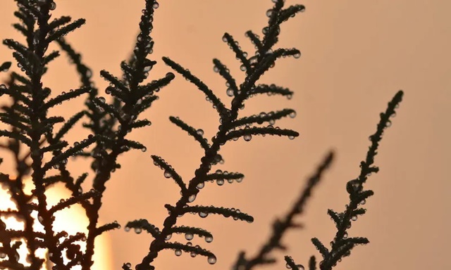 Phát hiện loài cây tiết ‘mồ hôi muối’ ở trên sa mạc, giúp cải tiến công nghệ thu thập nước ở nơi khô hạn