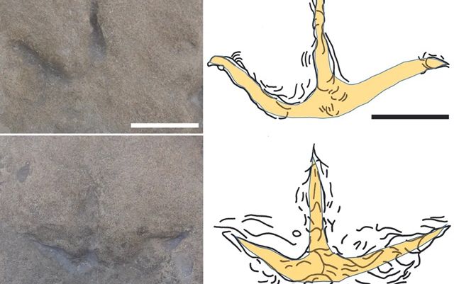 Dấu vết chim 120 triệu năm tuổi gần Nam Cực: Dấu vết lâu đời nhất từng được phát hiện ở Nam bán cầu