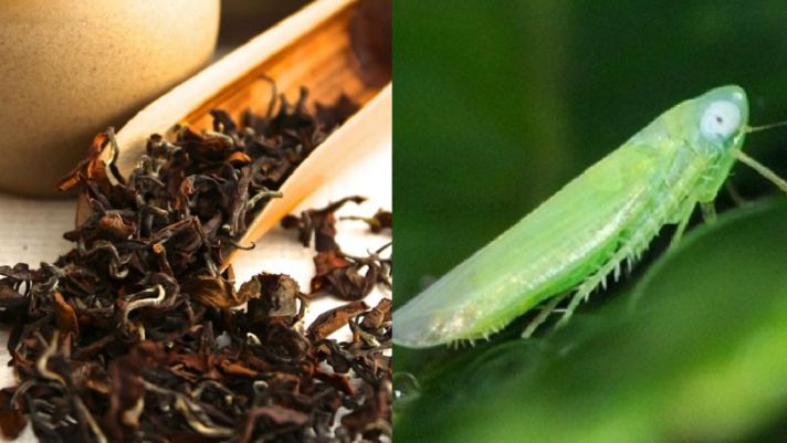 Loại trà chỉ ngon khi lá trà tươi bị bọ cắn, ở Việt Nam chỉ có vài tỉnh thành trồng được