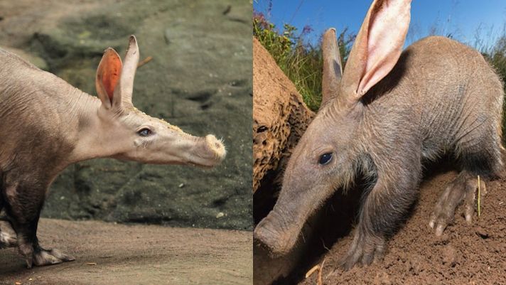 Khám phá loài lợn kỳ lạ nhất thế giới: Tai giống thỏ, đuôi y hệt kangaroo, có thể ăn 50.000 con mối trong một đêm