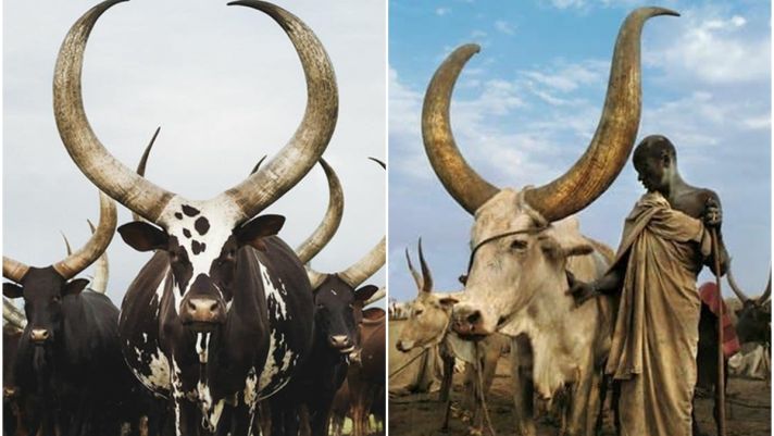 Loài động vật có cặp sừng lớn nhất thế giới, cả bộ tộc bất chấp bỏ mạng để bảo vệ