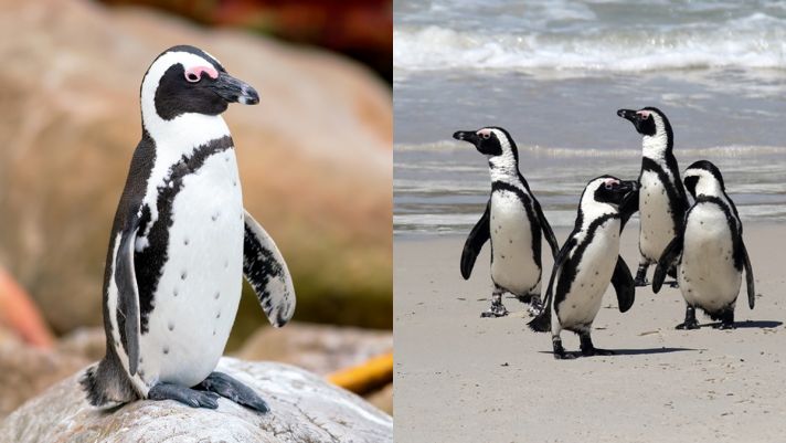 Có thể bạn chưa biết: Chim cánh cụt nhận ra bạn tình bằng cách ghi nhớ đốm chấm