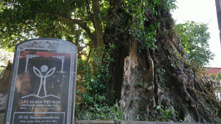 2 cây thị hơn 600 tuổi ở Thanh Hóa: Cao hơn 20m, được dân làng trông coi kỹ càng, xem như ‘báu vật’