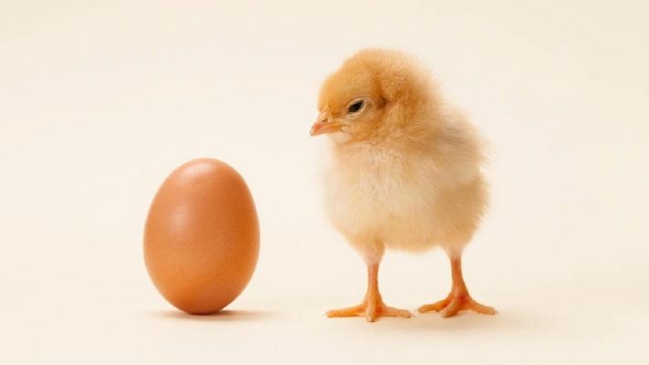 Câu trả lời của khoa học cho câu hỏi 'Con gà có trước hay quả trứng có trước?'