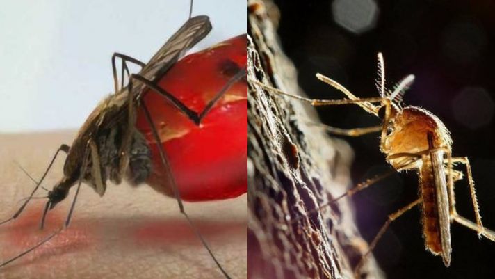 Muỗi có tác dụng gì trên trái đất? Hậu quả nghiêm trọng sẽ ra sao nếu tất cả chúng đều bị tiêu diệt?