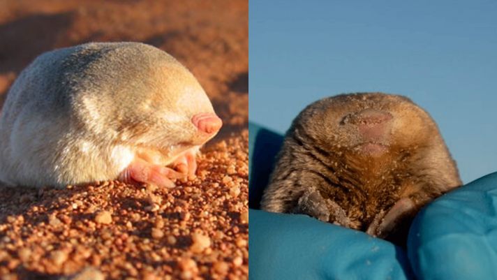 Loài động vật bé xíu 'mất tích' từ 80 năm trước bỗng được tìm thấy trên sa mạc ở Nam Phi