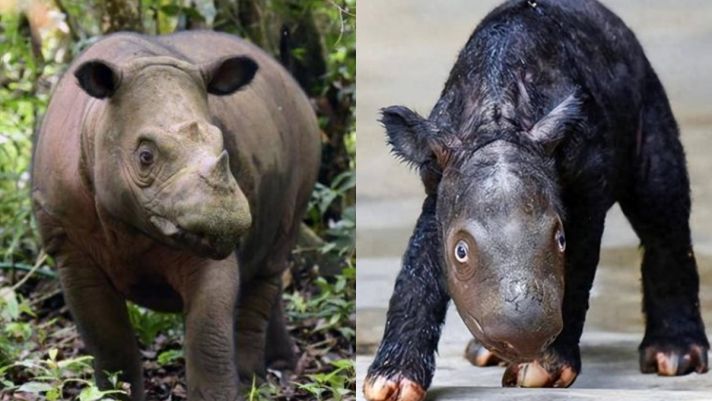 Loài tê giác sắp bị tuyệt chủng, chỉ còn dưới 50 con trên thế giới! Cá thể mới sinh ở Indonesia mở ra hy vọng mới?