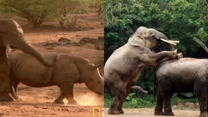 Tại sao voi châu Phi lại 'hãm hiếp' tê giác? Bí ẩn đằng sau là quy luật kinh ngạc của tự nhiên!