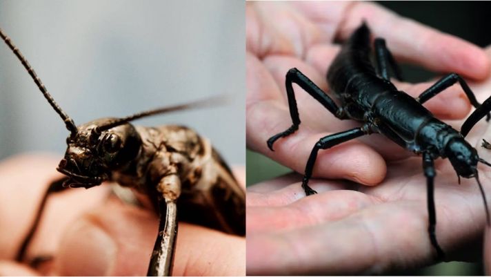 Loài ‘côn trùng kỷ Jura’ tưởng đã tuyệt chủng 100 năm trước, bỗng ‘hồi sinh’ kỳ diệu khiến giới khoa học mừng rỡ