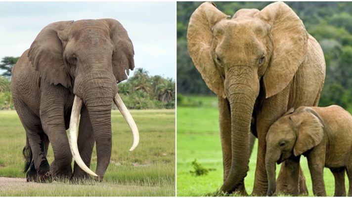 Tại sao voi lại có chiếc vòi dài đáng kinh ngạc? Lý đo đằng sau gây bất ngờ
