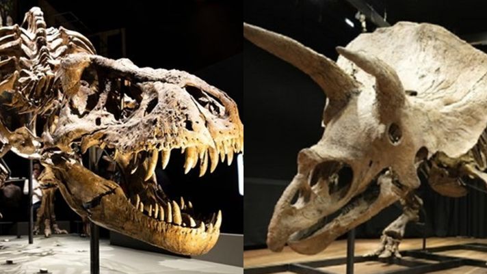 Nếu khủng long lang thang khắp hành tinh, tại sao chúng ta không tìm thấy xương của chúng ở mọi nơi?