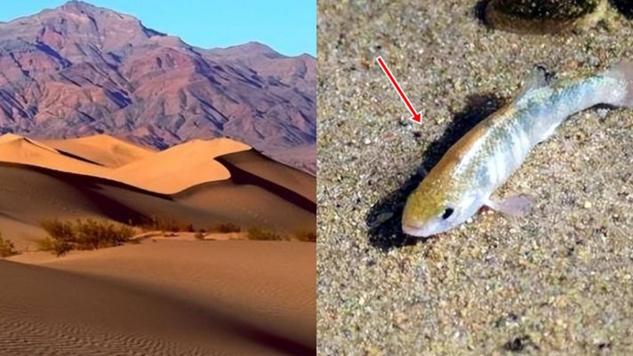 Loài cá sa mạc hiếm nhất thế giới, sống sót ở ‘thung lũng chết’ 60.000 năm: Chỉ còn hơn 30 con