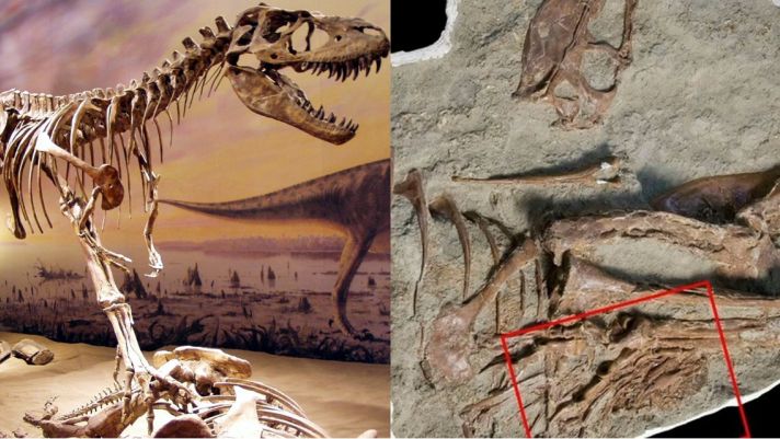 Phát hiện điều kinh hoàng bên trong bụng khủng long bạo chúa, bí mật hàng triệu năm trước được hé lộ