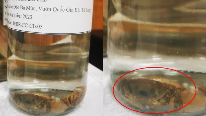 Việt Nam bất ngờ phát hiện loài cua nước ngọt mới, chưa từng thấy trên thế giới