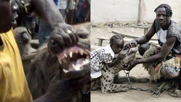 Loại động vật thuộc top bị ghét nhất thế giới vì tấn công đồng loại, nhưng lại phục tùng người châu Phi 