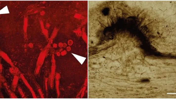 Loại nấm kí sinh lâu đời nhất được phát hiện trong thực vật hóa thạch bị đóng băng 400 triệu năm trước