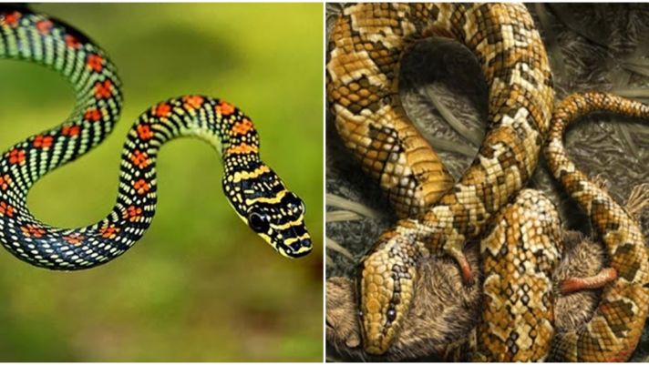 Tại sao tổ tiên của loài rắn lại trải qua 26 lần tiến hóa khó khăn và mất đi đôi chân?