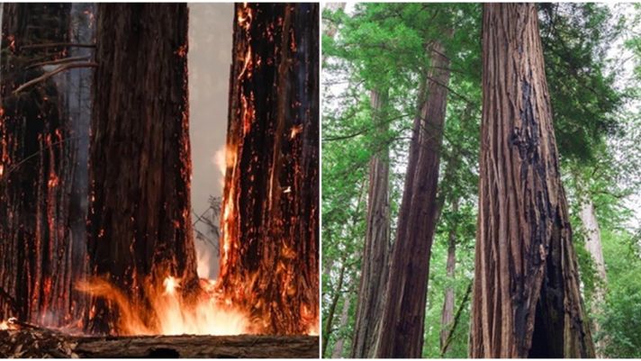 Loại cây gỗ cháy đen thui vẫn có thể mọc mầm, các nhà khoa học dự đoán mô chồi đã 2.000 tuổi