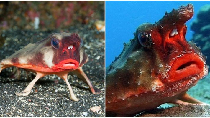 Loài cá hiếm có ngoại hình kì lạ, sở hữu đôi môi đỏ như thiếu nữ khiến ai cũng sửng sốt