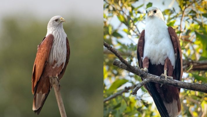Việt Nam có loài chim săn mồi đỉnh cao: Vẻ ngoài đẹp như tượng tạc, tiếng kêu như trẻ em
