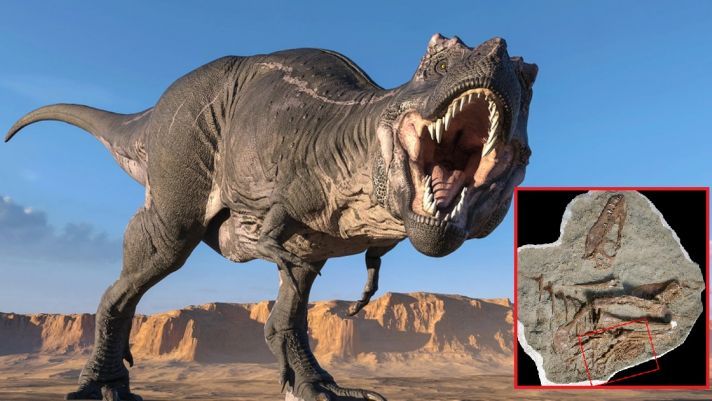 Phát hiện hóa thạch của khủng long bạo chúa, trong dạ dày vẫn còn sót lại bữa ăn cuối cùng