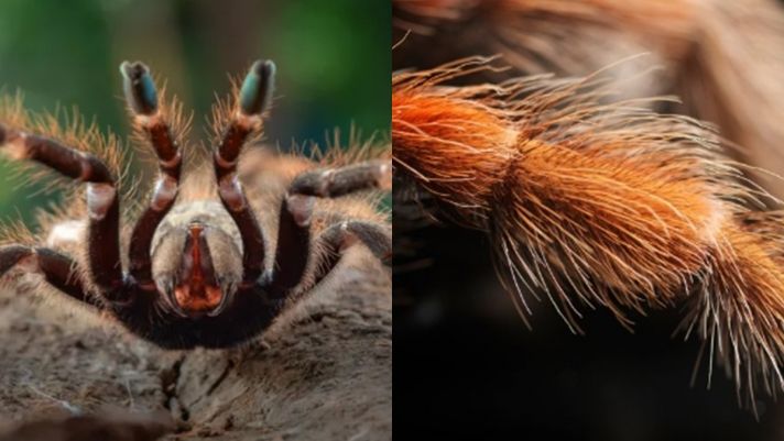 Loài nhện có nhiều lông nhất thế giới: Có con còn sở hữu 1 triệu sợi lông, 'bậc thầy' phòng thủ