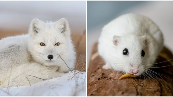 6 loài động vật cực đặc biệt có thể biến đổi màu sắc vào mùa đông