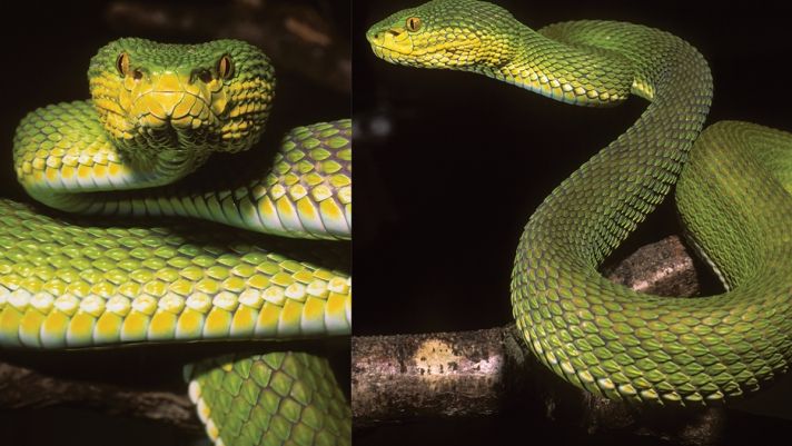Cận cảnh loài rắn lục lạ có 1-0-2 trên thế giới đẹp như tạc tượng, màu sắc hiếm có khó tìm 