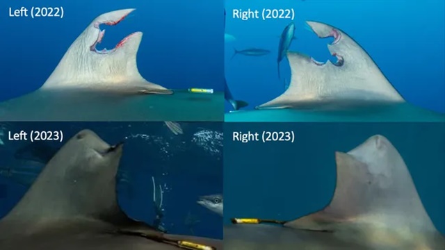 Loài cá mập thứ 2 trong lịch sử mọc lại vây lưng sau khi bị con người cắt đứt 1 khúc