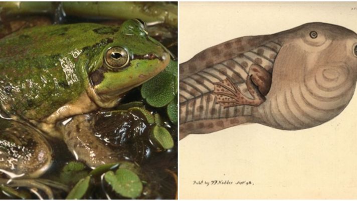 Kinh ngạc nòng nọc khổng lồ biến thành ếch tí hon: Kích thước lớn gấp 3 lần khi trưởng thành