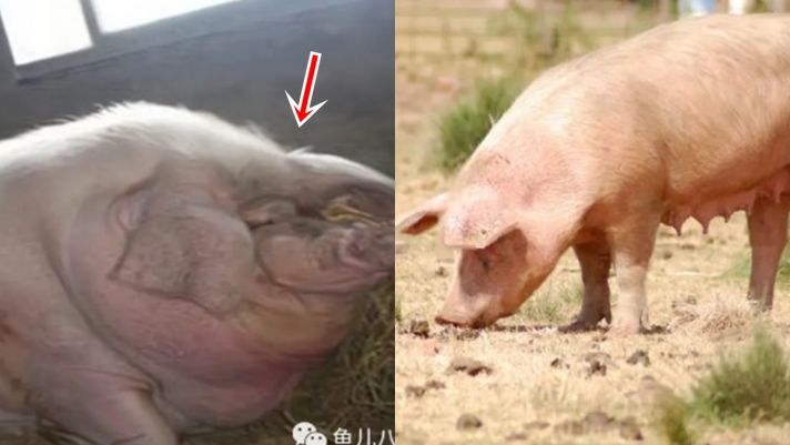 Một con lợn có thể lớn đến mức nào nếu không bị làm thịt? Con số được ghi vào Kỷ lục Guinness thế giới