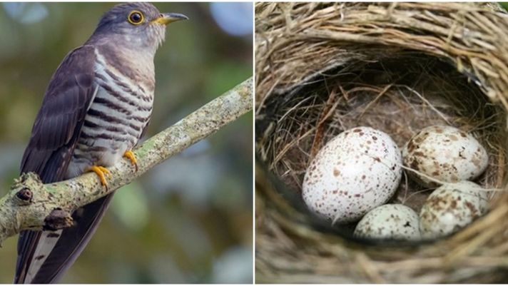 Loài chim có nhiều tên gọi nhất Việt Nam: Tiếng kêu kì lạ gây nhầm lẫn