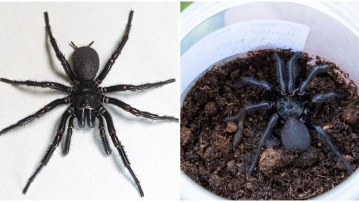 Phát hiện con nhện đực độc và lớn nhất thế giới có thể gây chết người trong tíc tắc