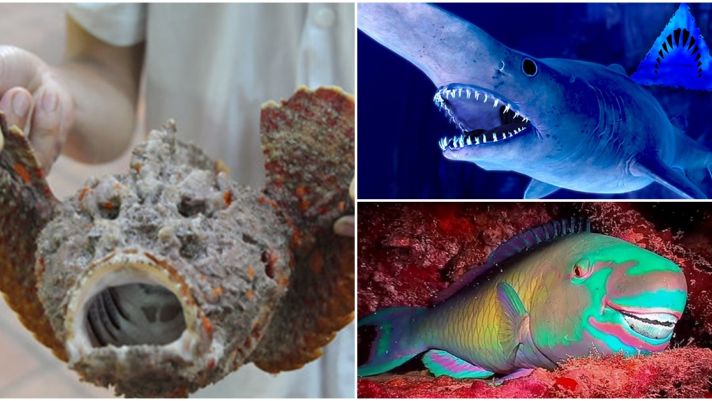 Những loài cá kì dị nhất hành tinh: Có loài bắn ra luồng điện chết chóc, có loài có hàng nghìn chiếc răng