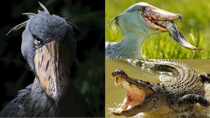 Bí mật về loài chim là hậu duệ khủng long, có sở thích săn cá sấu, sở hữu ngoại hình kỳ lạ