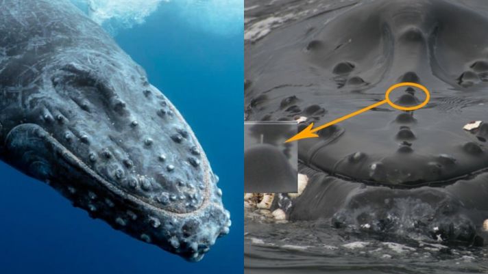 Có thể bạn chưa biết: Cá voi có lông hay không? Chúng sử dụng lông làm gì khi chỉ sống ở dưới nước?