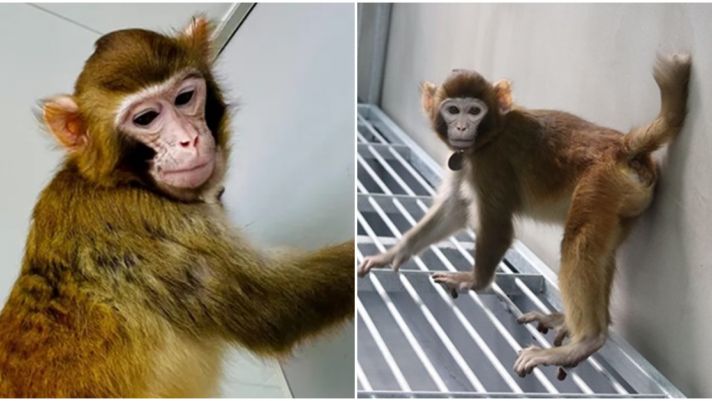 Cứ ngỡ chỉ có trong phim, con khỉ nhân bản đầu tiên trên thế giới sống sót và vẫn khỏe mạnh sau 3 năm